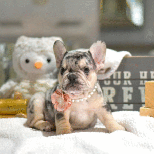 Bulldog Francés Hembra - Stella