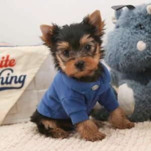 Yorkshire Terrier Macho - Remy