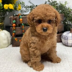 Caniche Toy Macho - Benny
