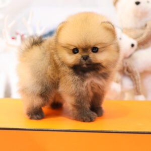 Pomerania Macho - Harry