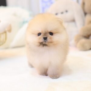Pomerania Hembra - Telly