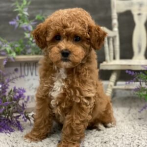 Caniche Toy Hembra - Micky