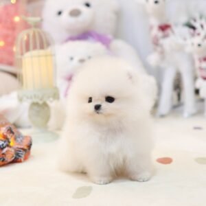 Pomerania Hembra - Mimi