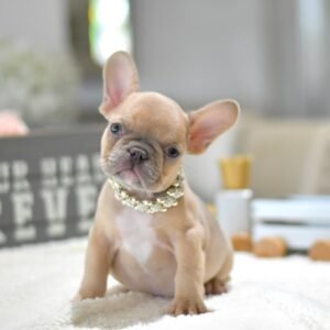 Bulldog Francés Hembra - Lady
