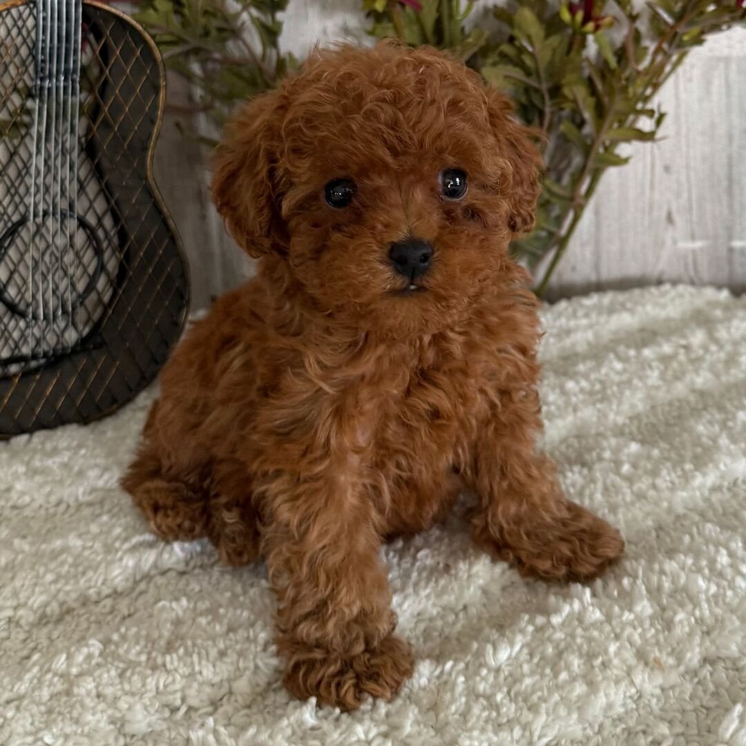 Caniche Toy Macho - Molly