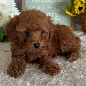 Caniche Toy Hembra - Bella