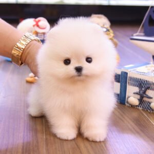 Pomerania Macho - Milo