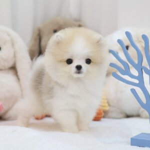 Pomerania hembra - Ashley