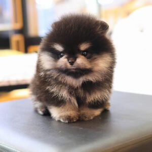 Pomerania Macho - Liam