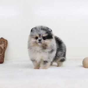 Pomerania Hembra - Rosie