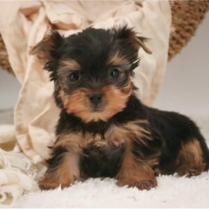 Yorkshire Terrier Hembra - Annie