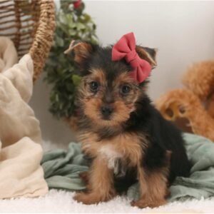 Yorkshire Terrier Hembra - Ruby