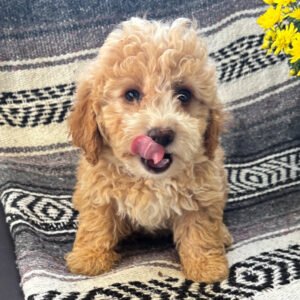 Caniche Toy Hembra - Ivy