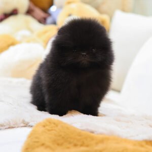 Pomerania Macho - Dino
