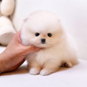 Pomerania Hembra - Linda