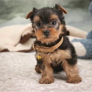 Yorkshire Terrier Macho - Koda