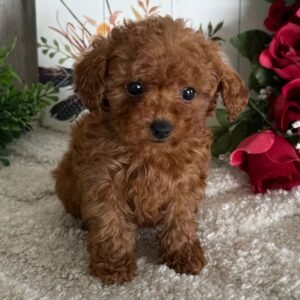 Caniche Toy Hembra - Daisy