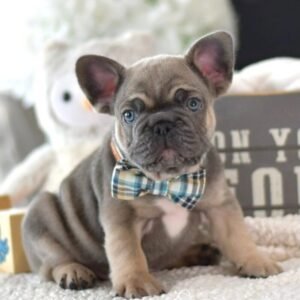 Bulldog Francés Macho - Teddy