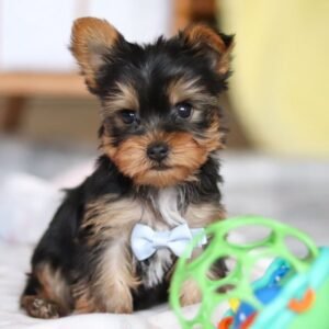 Yorkshire Terrier Hembra - Lena