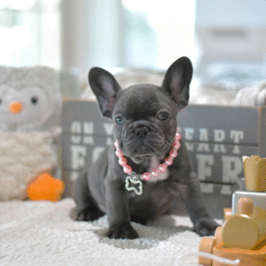 Bulldog Francés Hembra - Rose