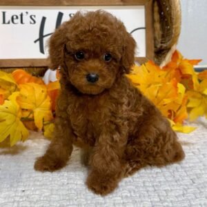 Caniche Toy Hembra - Serena