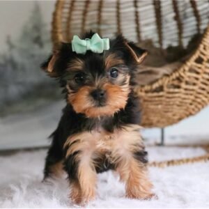 Yorkshire Terrier Macho - Duke